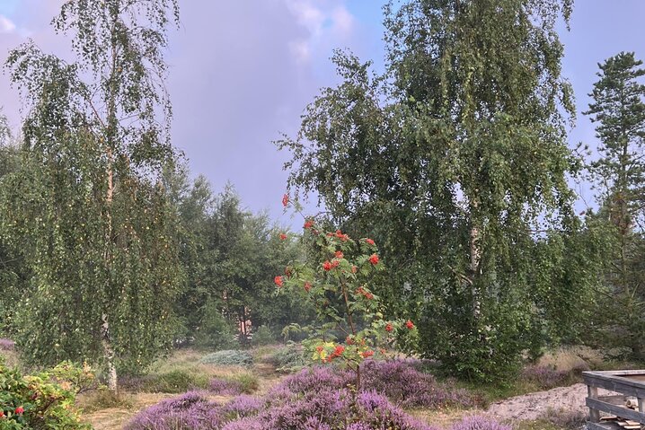 Ferienhaus 80063 in Froidal 1, Toftum, Rømø - Bild #29