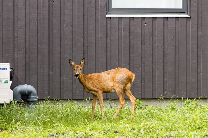 Sommerhus 81031 på Ringvejen 133A, Bolilmark, Rømø - Billede #34