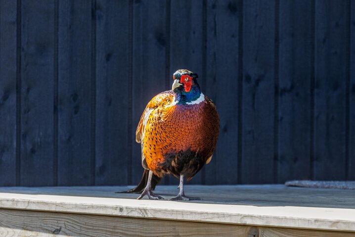Sommerhus 81067 på Ringvejen 141, Bolilmark, Rømø - Billede #31