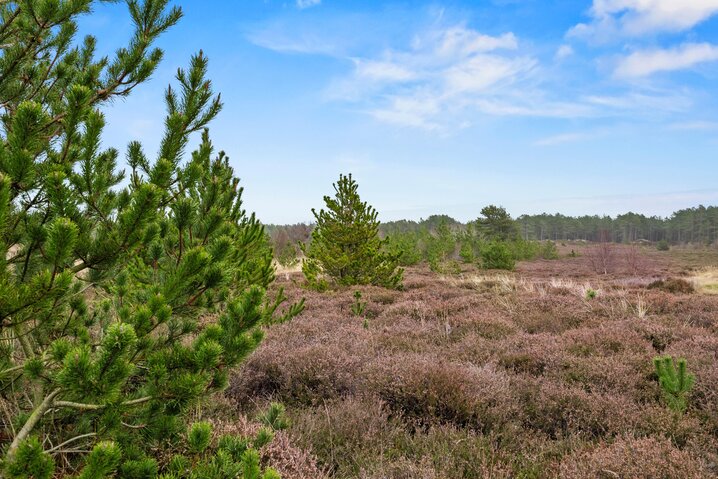Ferienhaus 81270 in Tranebærvej 5, Bolilmark, Rømø - Bild #24