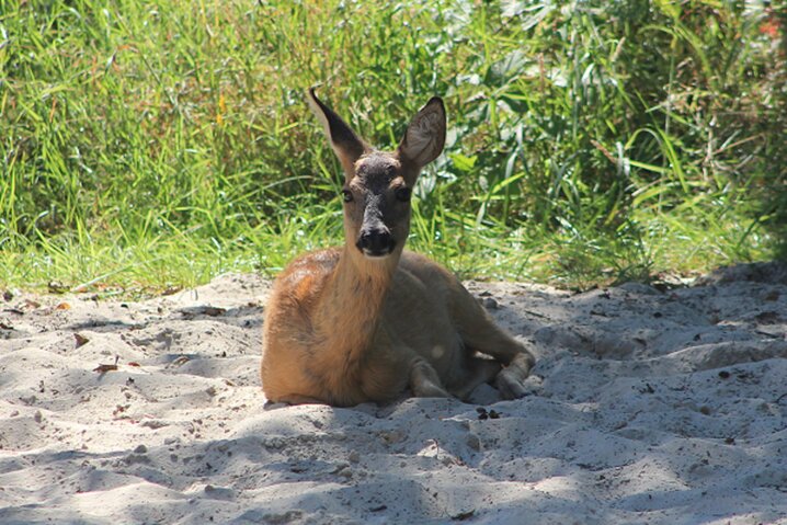 Sommerhus 82030 på Gl Skinnevej 10A, Kongsmark, Rømø - Billede #51