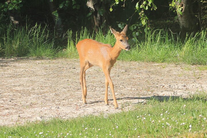 Sommerhus 82030 på Gl Skinnevej 10A, Kongsmark, Rømø - Billede #52