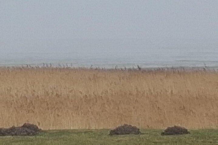 Sommerhus 82306 på Havnebyvej 59L, Kongsmark,Rømø - Billede #40