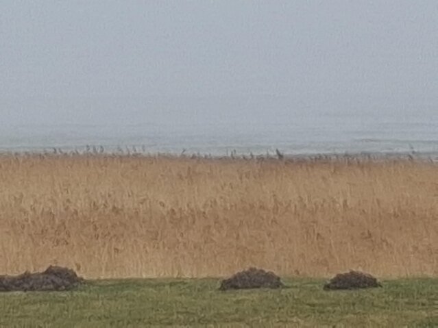 Sommerhus 82306 på Havnebyvej 59L, Kongsmark,Rømø - Billede #40