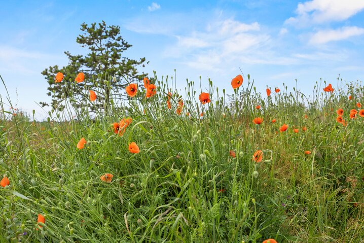 Sommerhus 87087 på Rimmevej 25, Sønderstrand, Rømø - Billede #39