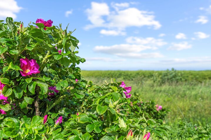Ferienhaus 88261 in Strandvej 27 C, Ballum - Bild #25