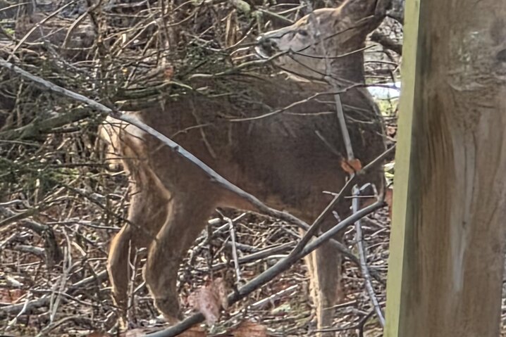 Sommerhus K6647 på Risbjergvej 54, Lodbjerg Hede - Billede #38