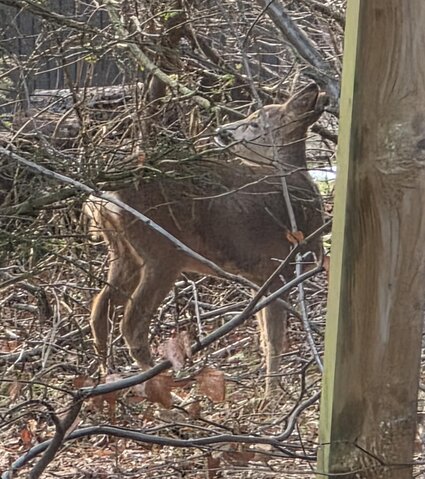 Sommerhus K6647 på Risbjergvej 54, Lodbjerg Hede - Billede #38