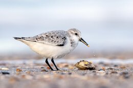 De små sandløbere ved Blåvand