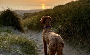 Frieda genießt den Sonnenuntergang