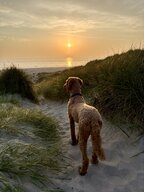 Frieda genießt den Sonnenuntergang