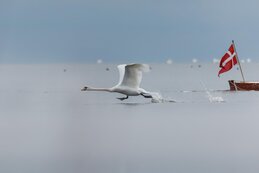 Naturbeobachtung am Ringkøbing Fjord