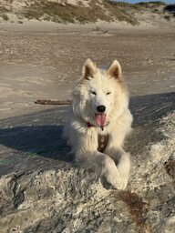 Nita am Strand von Søndervig 